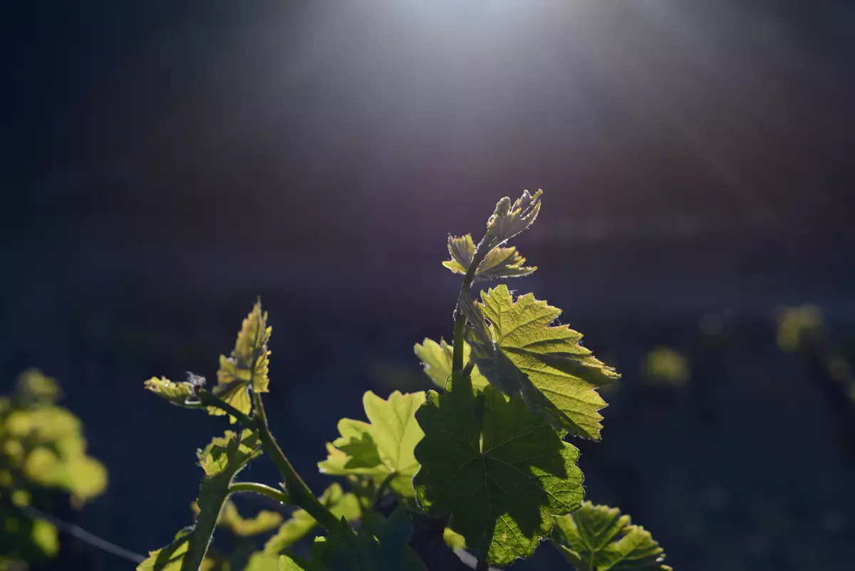 Beaumes-de-Venise - Rotwein