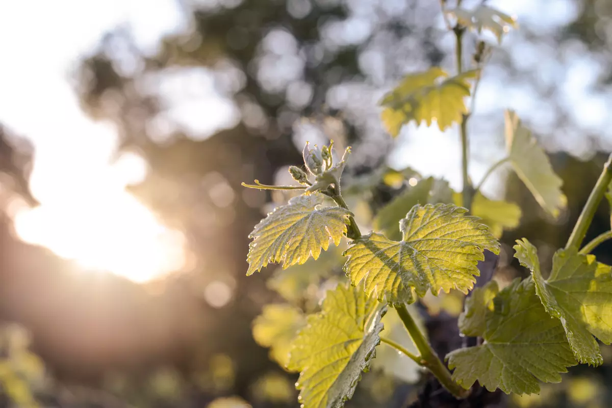 Muscat de Beaumes-de-Venise - Natürlicher Süßwein