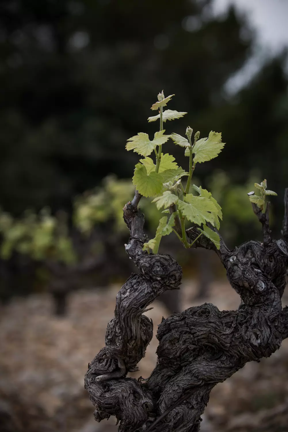 Côtes-du-Rhône