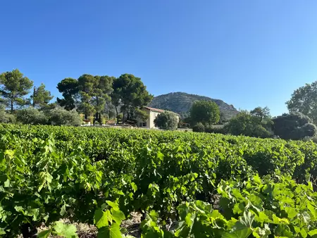 Vignes autour du mas Grenache